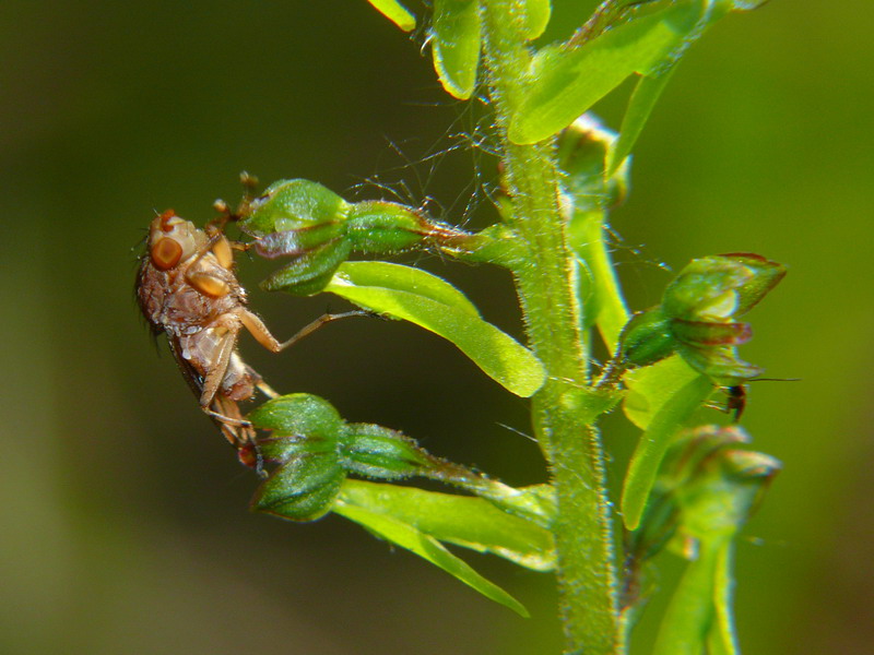 Neottia ovata e impollinatore