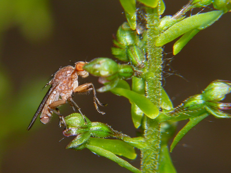 Neottia ovata e impollinatore