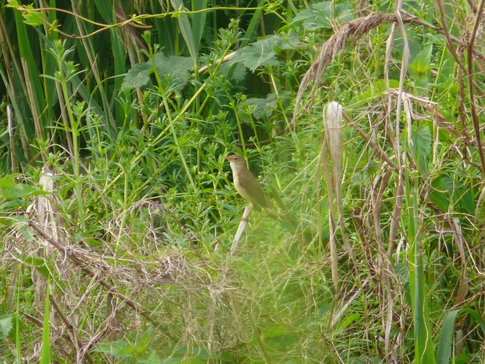 Cannaiola verdognola