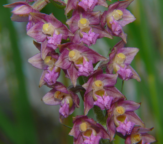 Epipactis muelleri Godfery