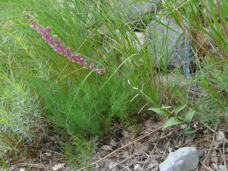 Epipactis muelleri Godfery