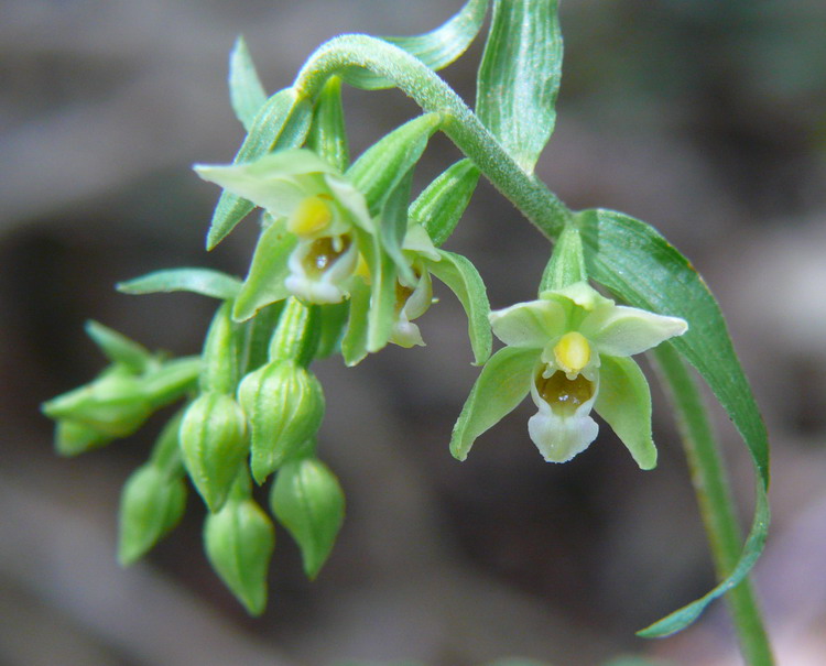 Epipactis muelleri Godfery