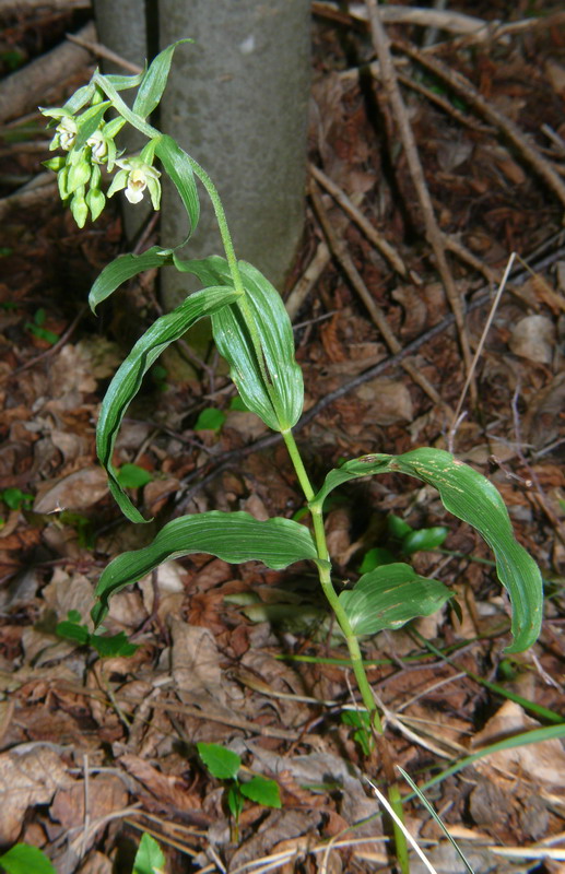 Epipactis muelleri Godfery