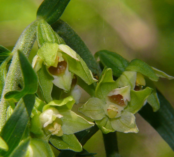 Epipactis muelleri Godfery