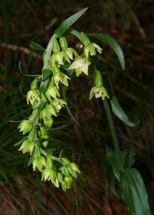 Epipactis muelleri Godfery