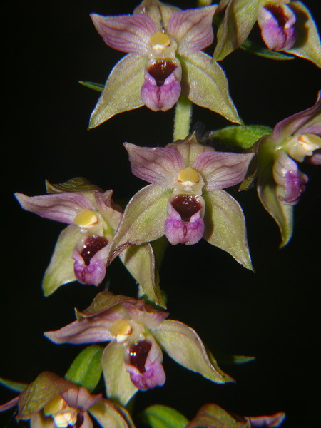 Epipactis helleborine / Elleborine comune