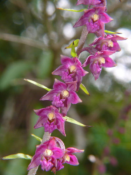 Epipactis helleborine / Elleborine comune