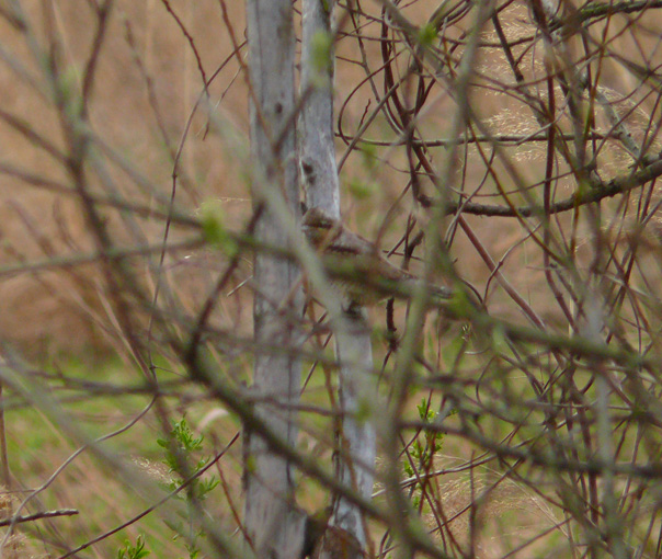 Identificazione da brutta foto