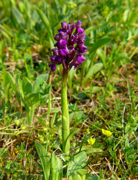 Orchis morio