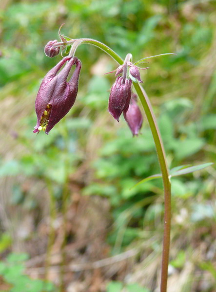 Narcissus poeticus / Narciso dei poeti (e Aquilegia atrata)