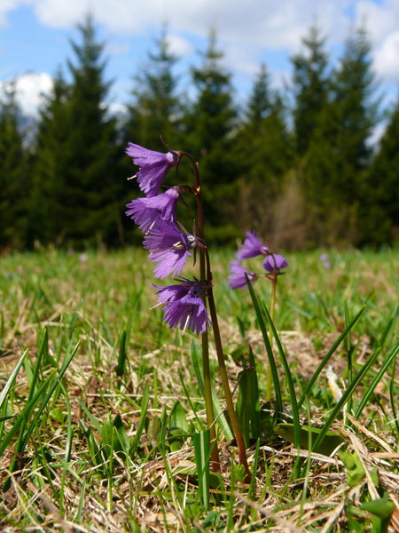 Soldanella alpina / Soldanella alpina