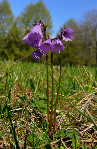 Soldanella alpina / Soldanella alpina