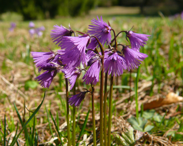 Soldanella alpina / Soldanella alpina