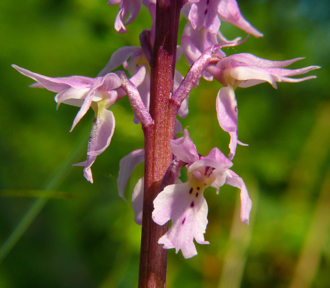 Orchis mascula