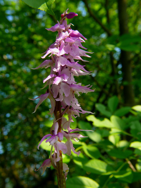 Orchis mascula