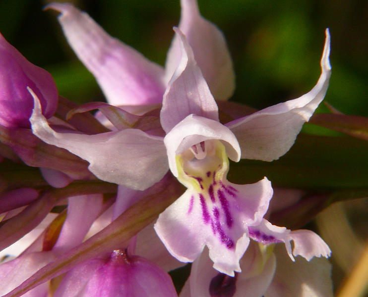 Orchis mascula