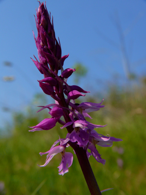 Orchis mascula