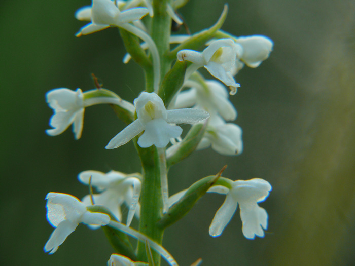 Gymnadenia conopsea albina