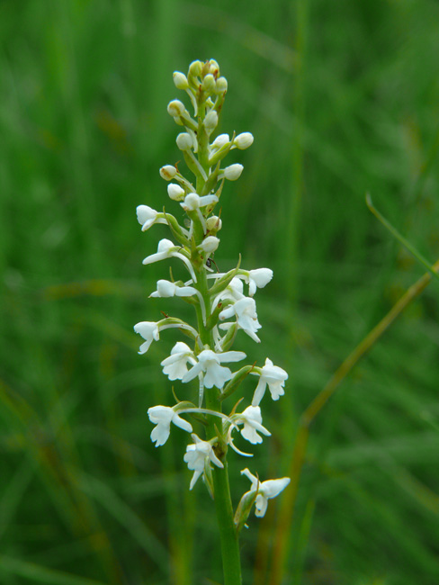 Gymnadenia conopsea albina