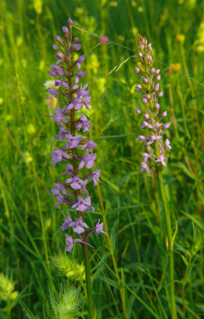 Gymnadenia conopsea albina