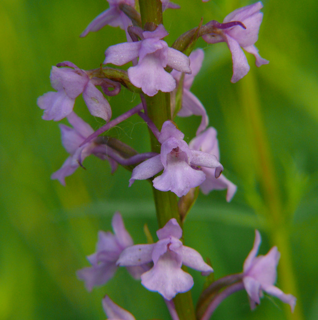 Gymnadenia conopsea albina