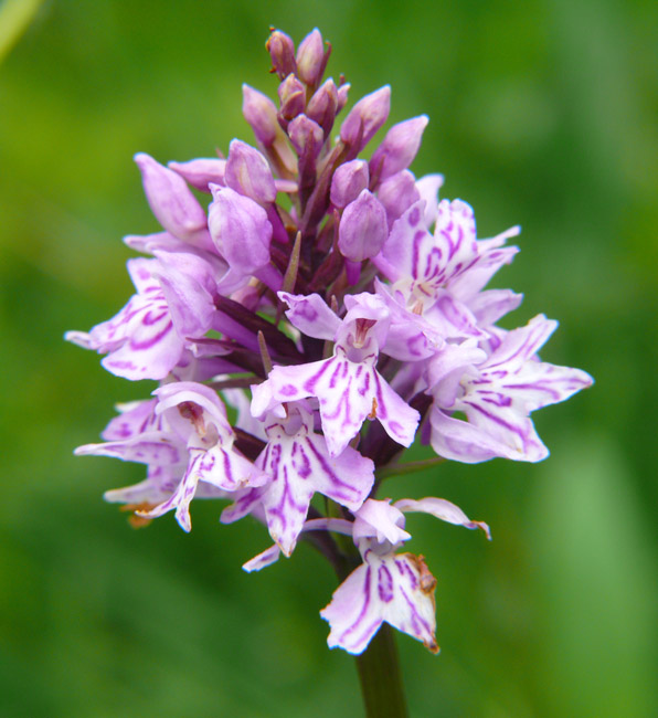 Dactylorhiza da identificare