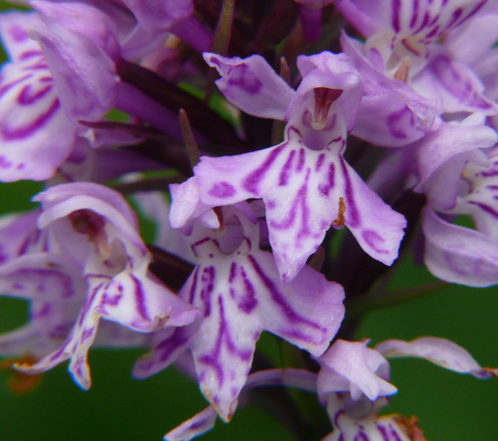 Dactylorhiza da identificare