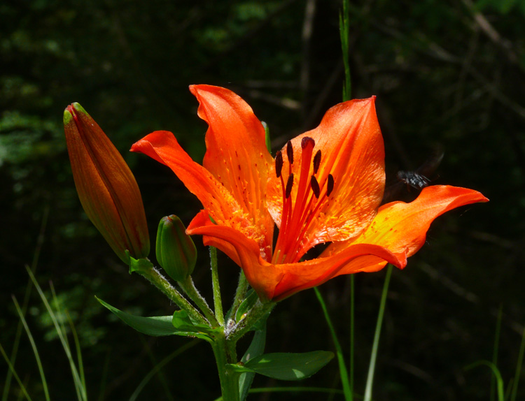 Lilium bulbiferum subsp. bulbiferum