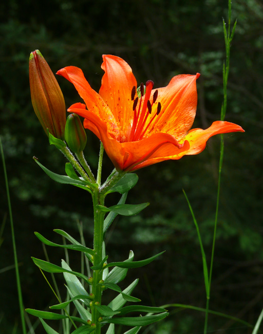 Lilium bulbiferum subsp. bulbiferum