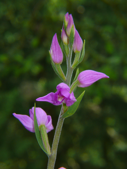 Cephalanthera rubra