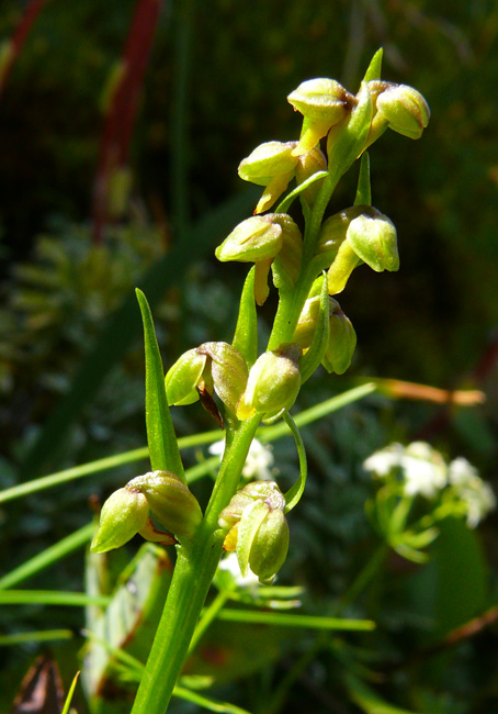 Chamorchis alpina