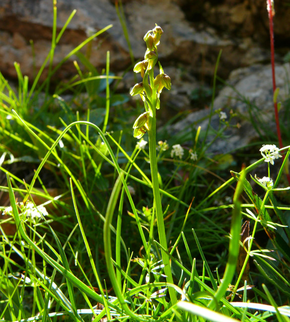 Chamorchis alpina