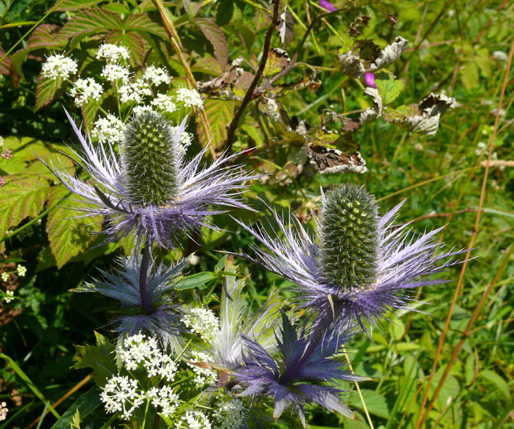 Eryngium alpinum / Regina delle Alpi