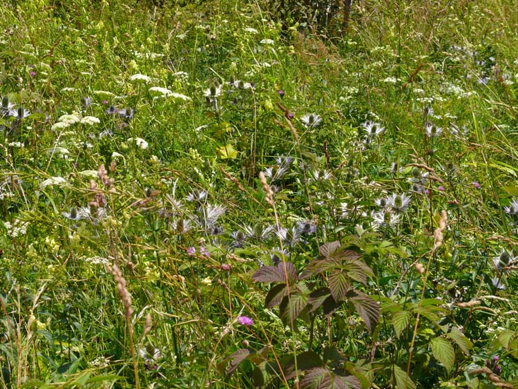 Eryngium alpinum / Regina delle Alpi