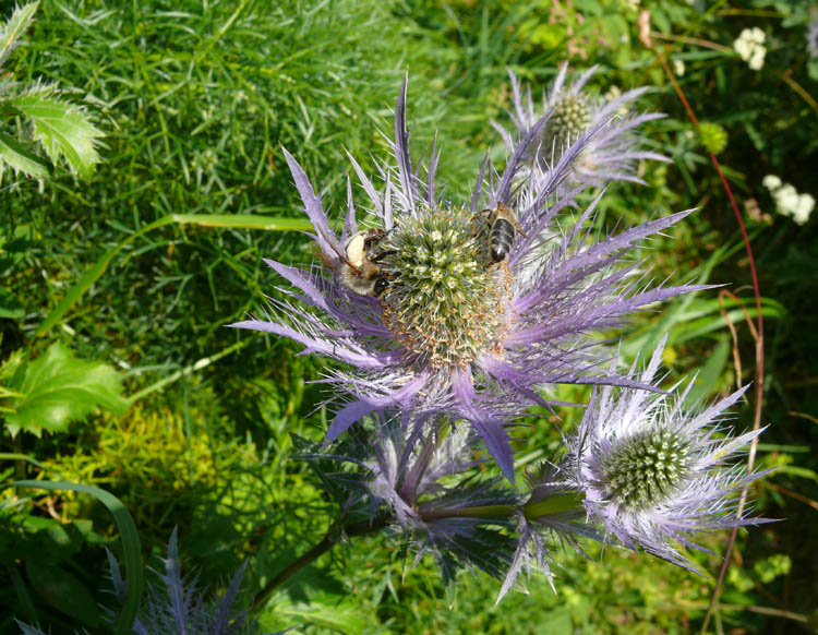 Eryngium alpinum / Regina delle Alpi