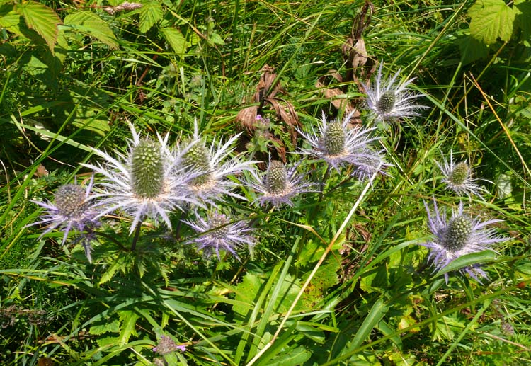 Eryngium alpinum / Regina delle Alpi