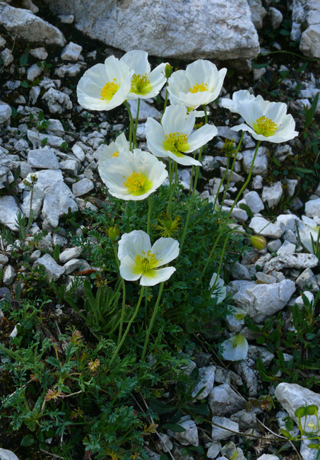 Papaver alpinum / Papavero alpino