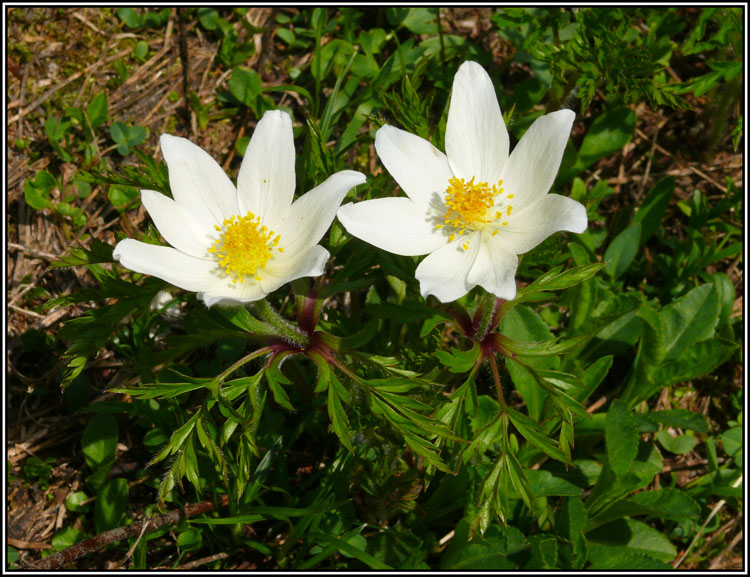 Pulsatilla alpina