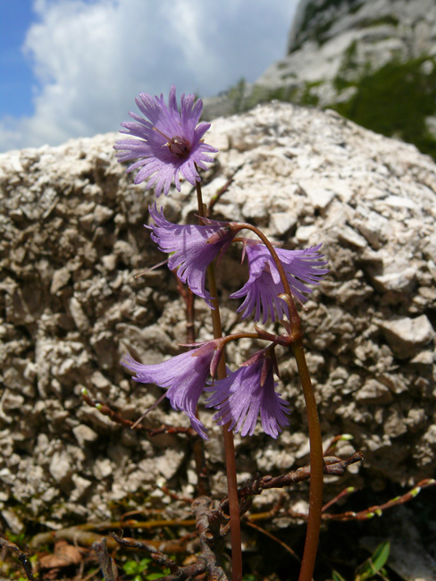 Soldanella alpina / Soldanella alpina