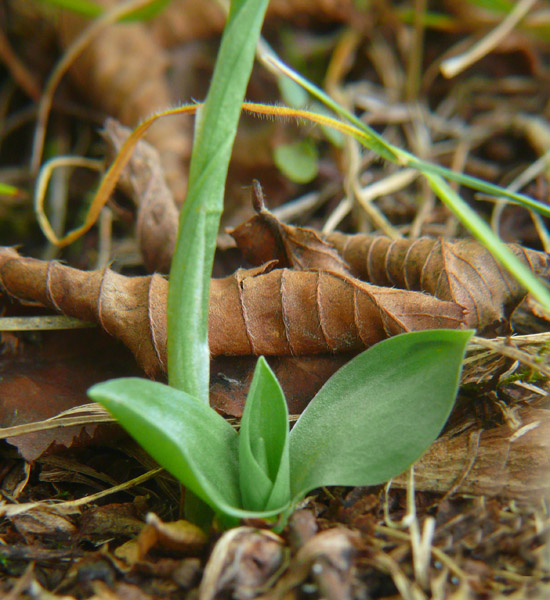 Spiranthes spiralis