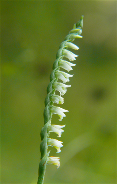 Spiranthes spiralis