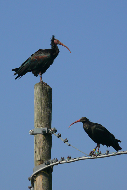 Ibis eremita! Geronticus eremita