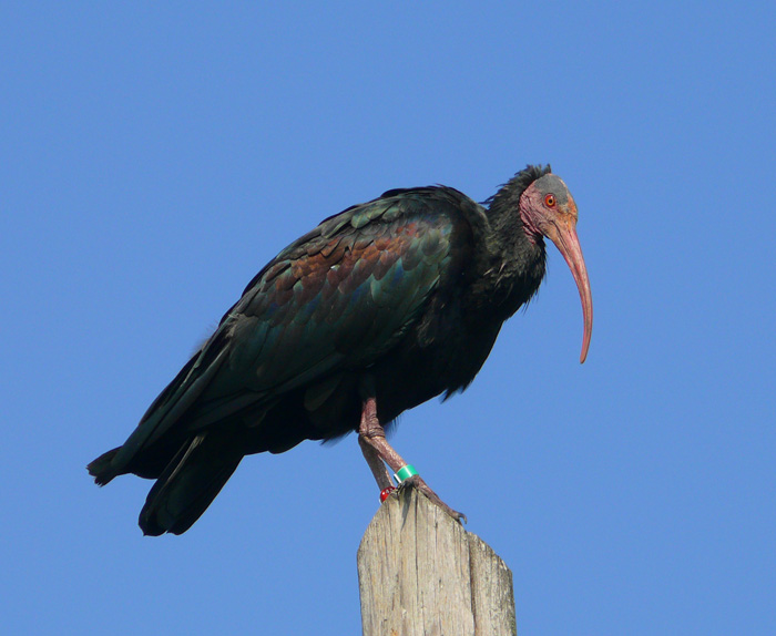 Ibis eremita! Geronticus eremita