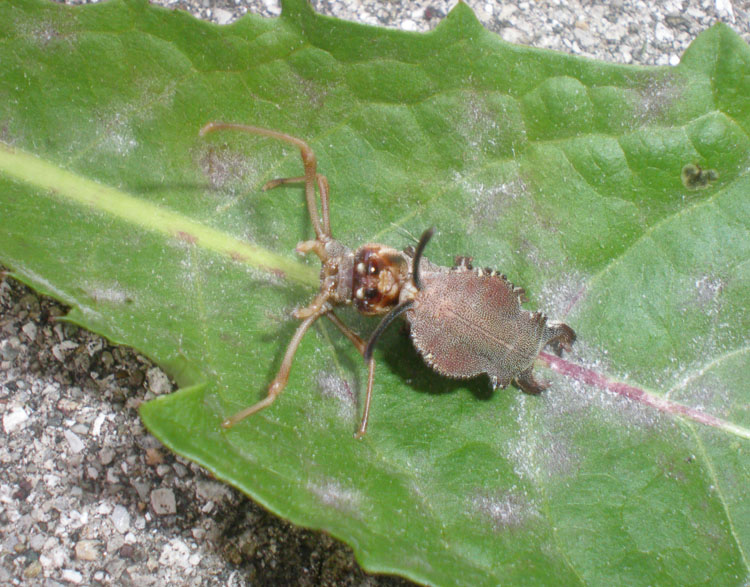 Bruco di Stauropus fagi