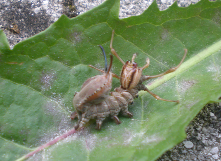 Bruco di Stauropus fagi