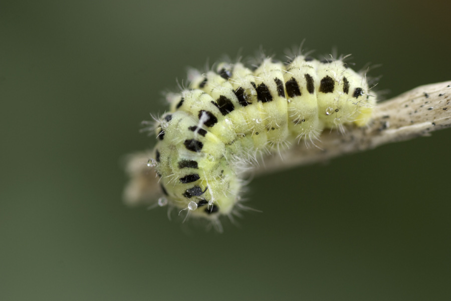 bruco verde  da identificare