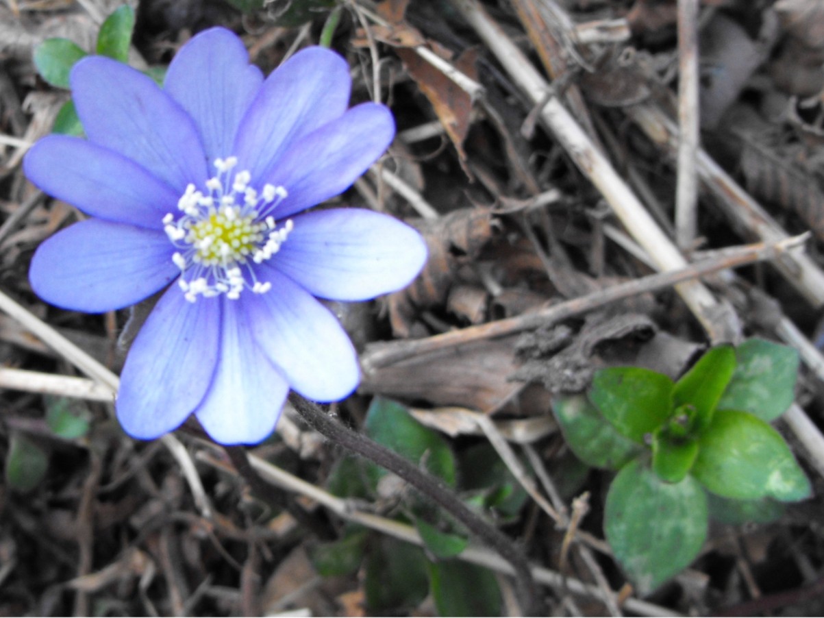 Hepatica nobilis