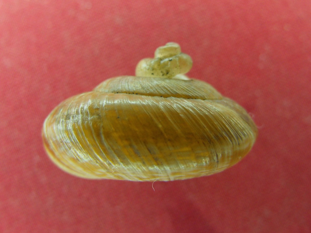 Chilostoma cingulatum cornucopia