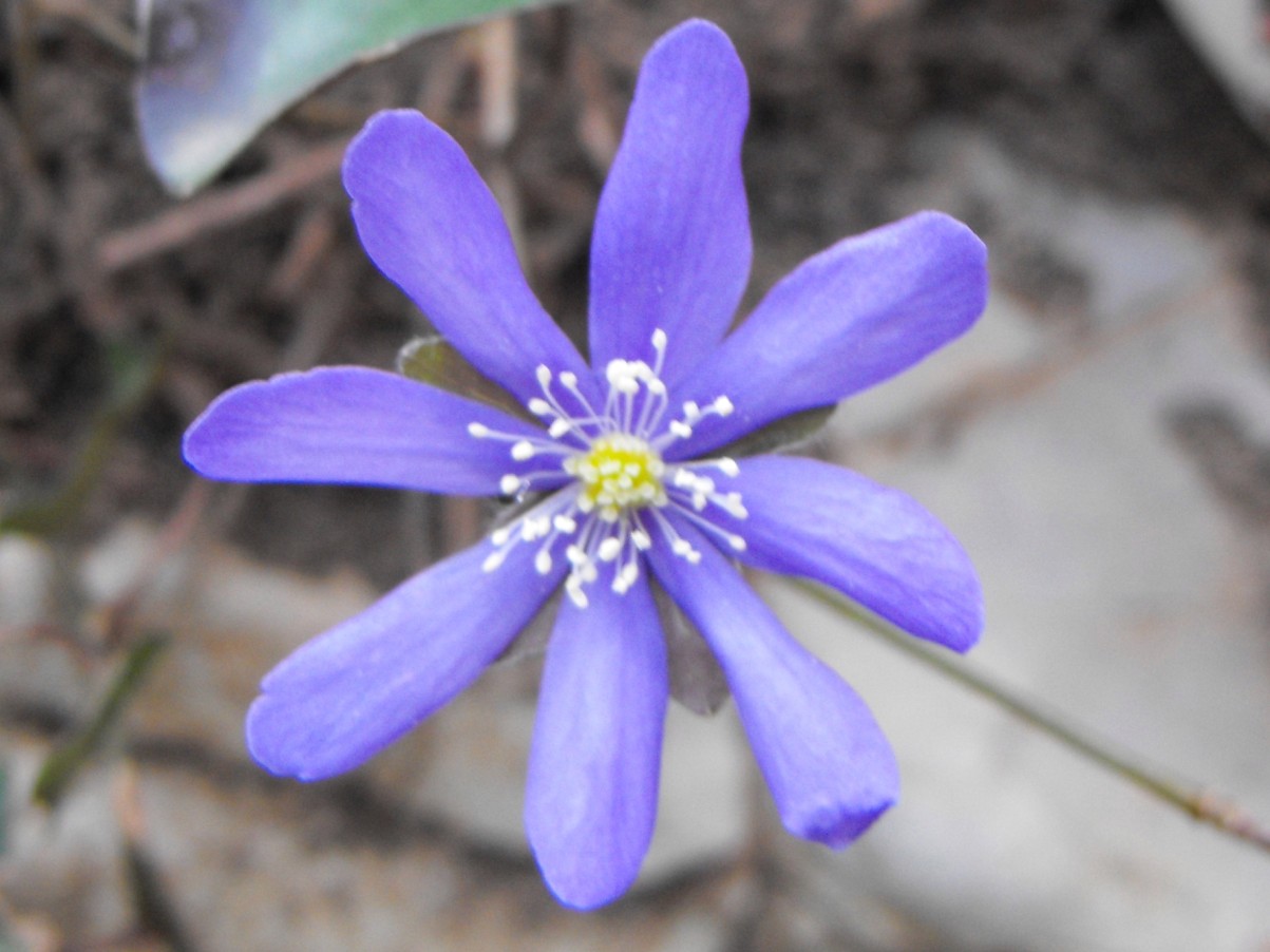 Hepatica nobilis