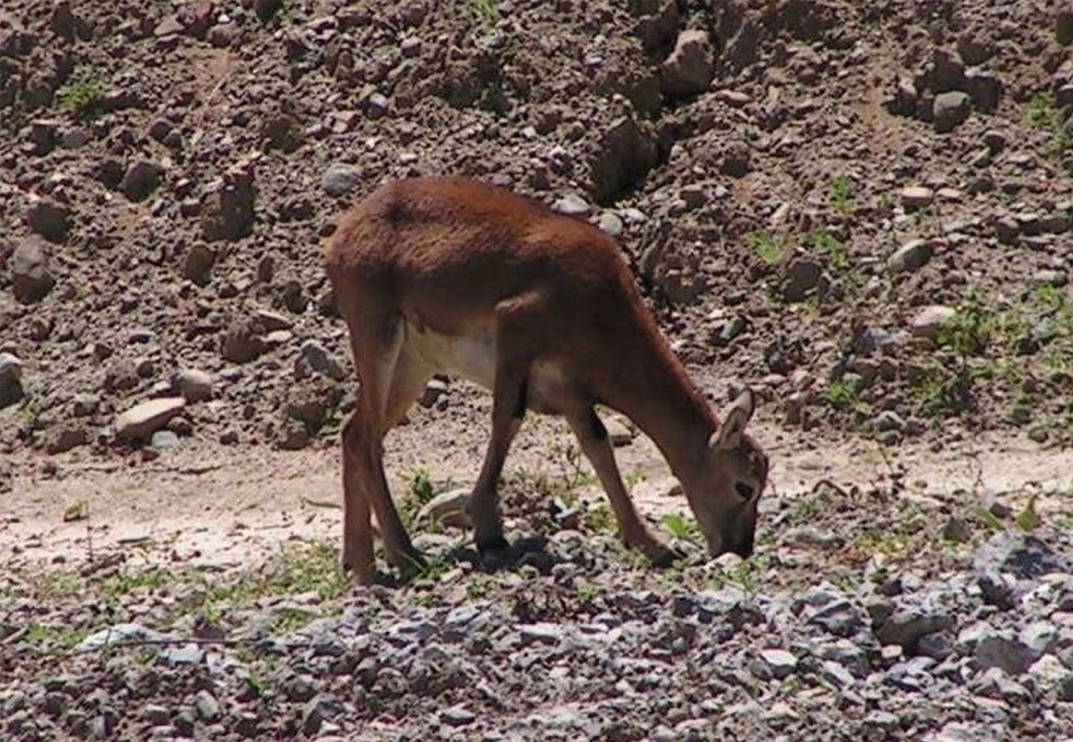 Mufloni delle Prealpi lombarde